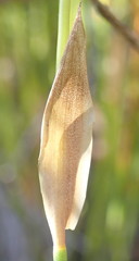 Elegia filacea