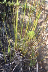 Elegia filacea