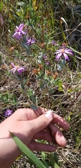Symphyotrichum sericeum