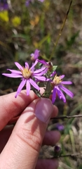 Symphyotrichum sericeum