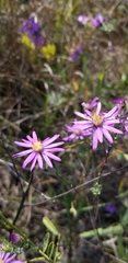 Symphyotrichum sericeum
