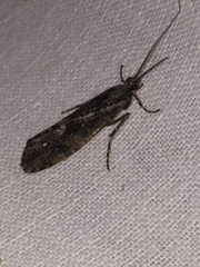 Phryganea bipunctata