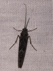 Phryganea bipunctata