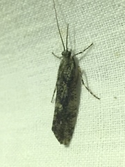 Phryganea bipunctata