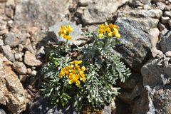 Jacobaea incana