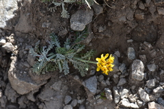 Jacobaea incana
