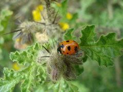 Coccinella nugatoria