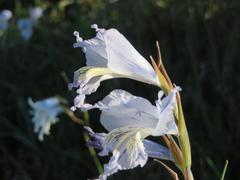 Gladiolus gracilis