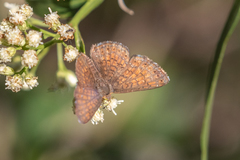 Calephelis arizonensis