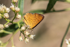 Calephelis arizonensis