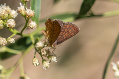 Calephelis arizonensis