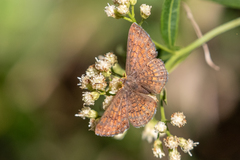 Calephelis arizonensis