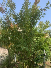 Forsythia viridissima