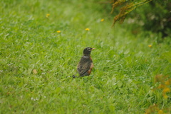 Turdus migratorius image