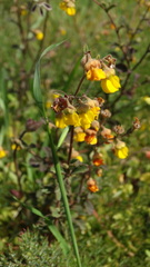 Hermannia multiflora