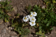 Achillea erba-rotta