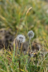 Hypochaeris uniflora