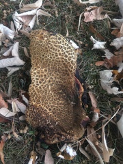 Fungi