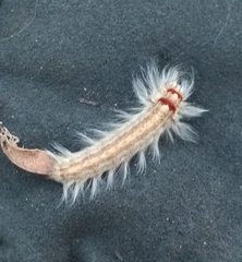 Bombycopsis punctimarginata