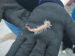 Bombycopsis punctimarginata