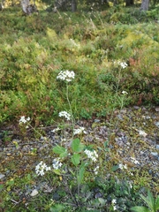 Arabidopsis arenosa arenosa