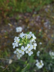 Arabidopsis arenosa arenosa