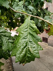 Quercus bicolor