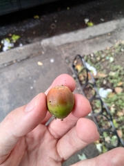 Quercus bicolor