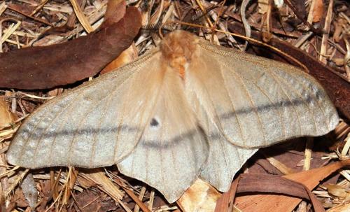 Pallid Emperor