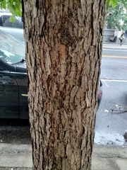 Quercus bicolor