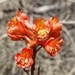 photo of Scarlet Larkspur (Delphinium cardinale)