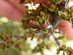 Myrothamnus flabellifolius
