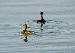 Tachybaptus ruficollis