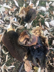 Fungi