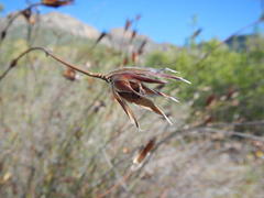 Willdenowia incurvata