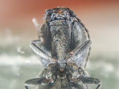Paracardiophorus