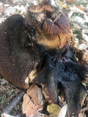 Fungi