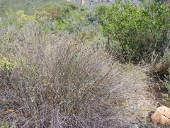 Willdenowia incurvata