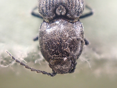 Paracardiophorus