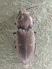 Paracardiophorus