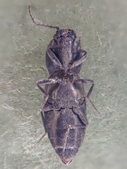 Paracardiophorus