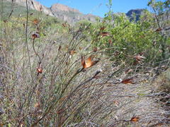 Willdenowia incurvata