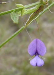 Psoralea plauta