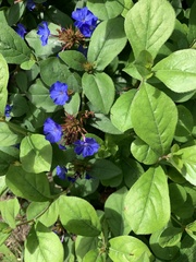 Ceratostigma plumbaginoides