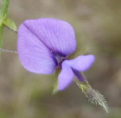 Psoralea plauta