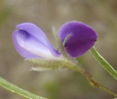 Psoralea plauta
