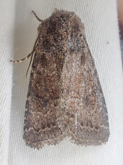 Protorthodes curtica