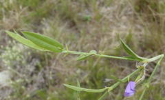 Psoralea plauta
