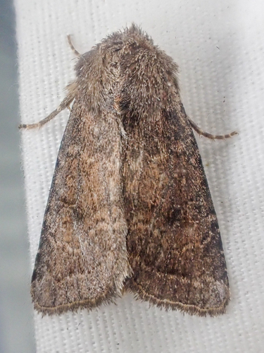 Trichopolia curtica