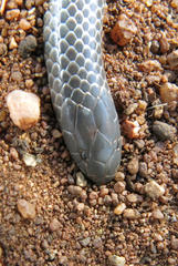 Amblyodipsas microphthalma nigra